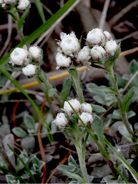 Antennaria umbrinella (Umber pussytoes) #43230