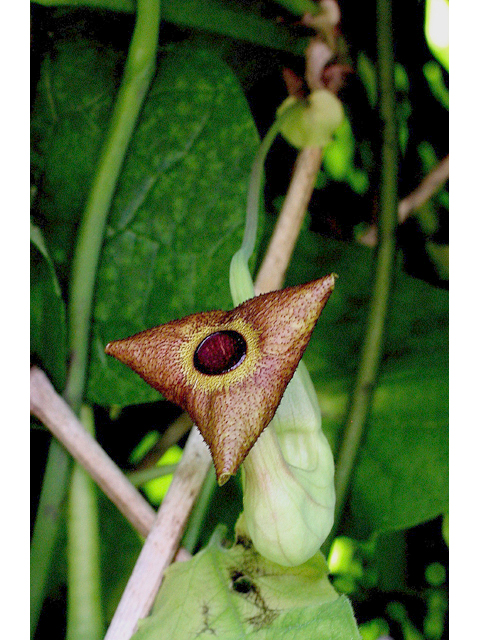 Aristolochia macrophylla (Pipevine) #43244