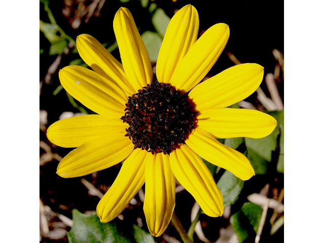 Helianthus debilis (Cucumberleaf sunflower) #43603