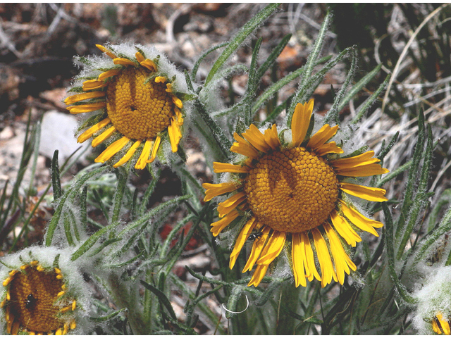 Tetraneuris grandiflora (Graylocks four-nerve daisy) #43781