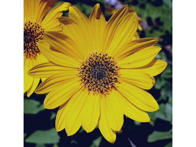 Helianthus mollis (Ashy sunflower) #43609