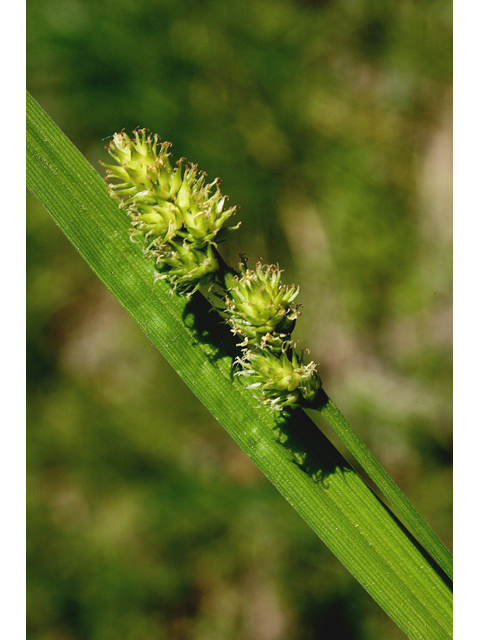 Carex bebbii (Bebb's sedge) #43501