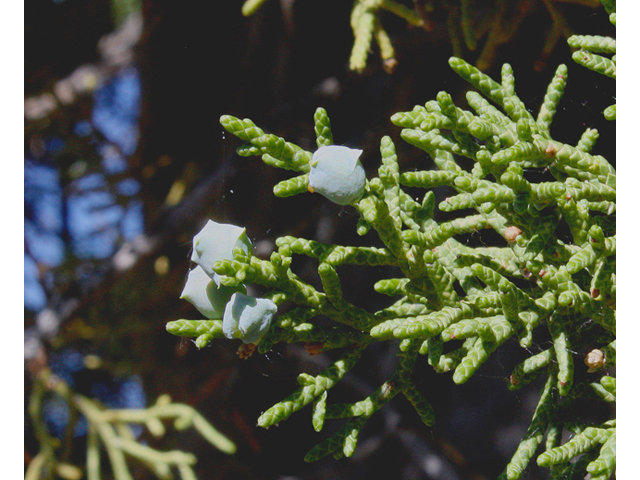 Juniperus osteosperma (Utah juniper) #43632