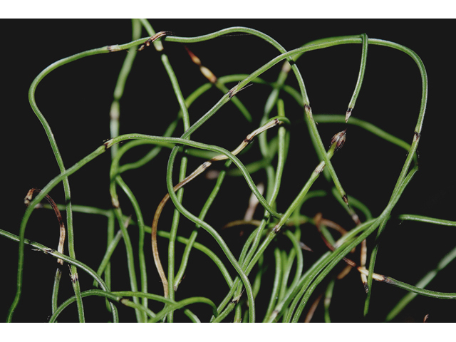 Equisetum scirpoides (Dwarf scouringrush) #43575