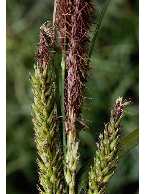 Carex lacustris (Hairy sedge) #43518