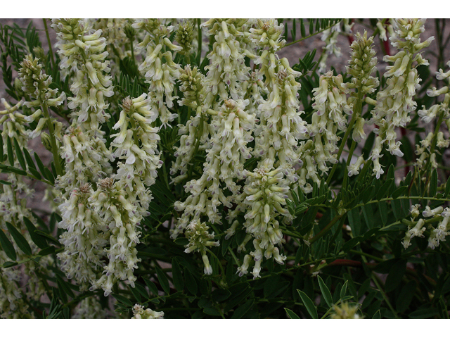 Astragalus bisulcatus (Twogrooved milkvetch) #43492