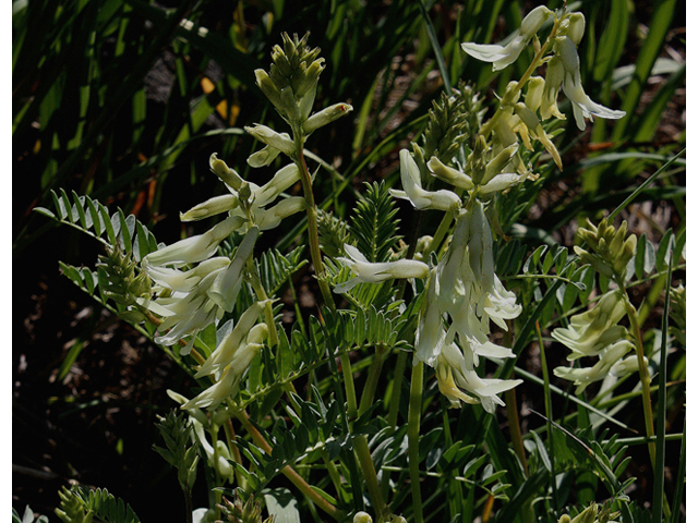 Astragalus scopulorum (Rocky mountain milkvetch) #43495