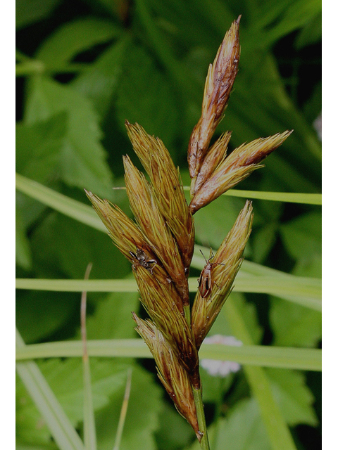 Carex muskingumensis (Muskingum sedge) #43522