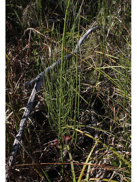 Equisetum fluviatile (Water horsetail) #43572