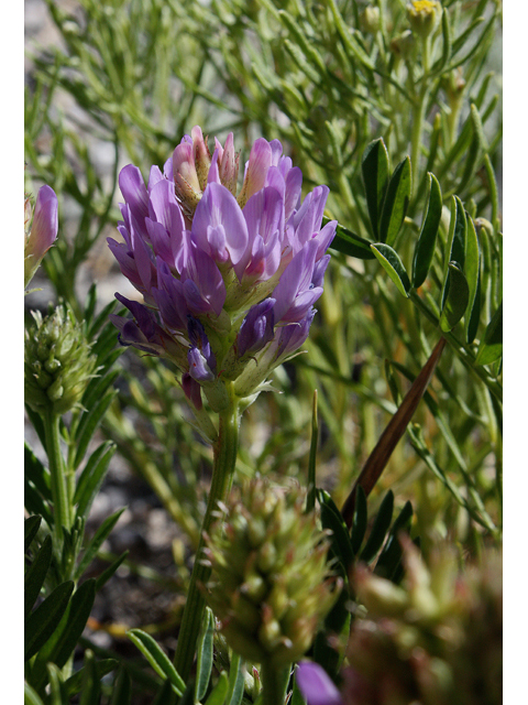 Astragalus laxmannii (Laxmann's milkvetch) #43493