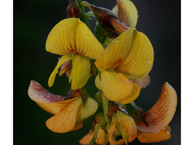 Crotalaria pumila (Low rattlebox) #43545