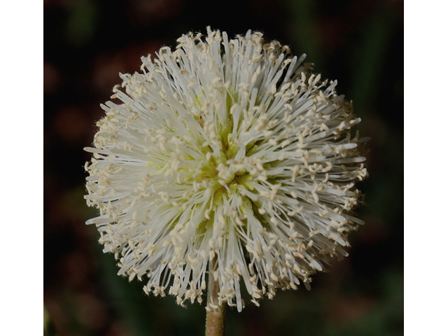 Desmanthus leptophyllus (Slenderleaf bundleflower) #43557