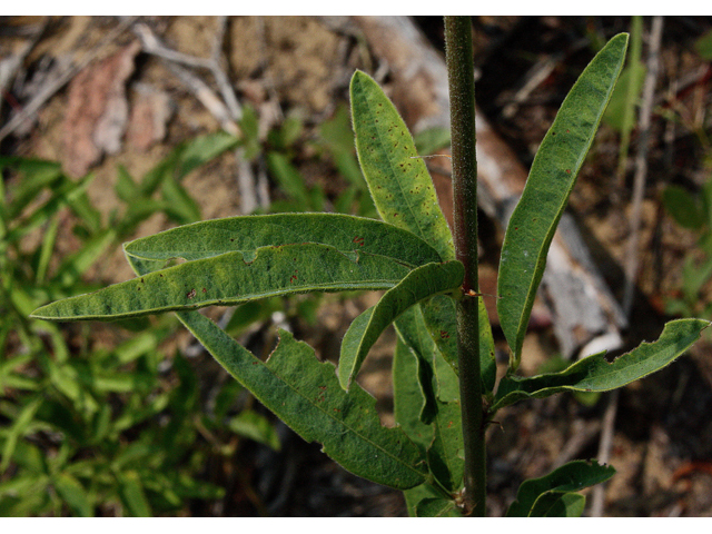 Desmodium sessilifolium (Sessileleaf ticktrefoil) #43560