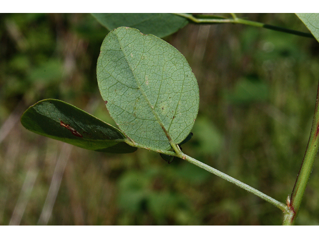 Desmodium marilandicum (Smooth small-leaf ticktrefoil ) #43559