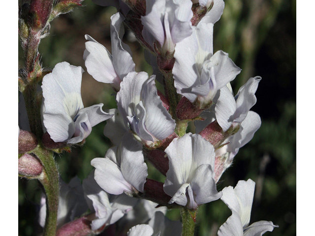 Oxytropis sericea (White locoweed) #43710