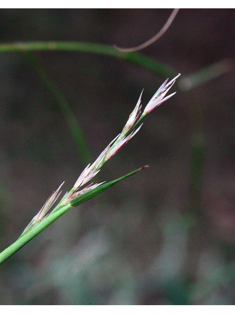 Sporobolus vaginiflorus (Poverty dropseed) #43901