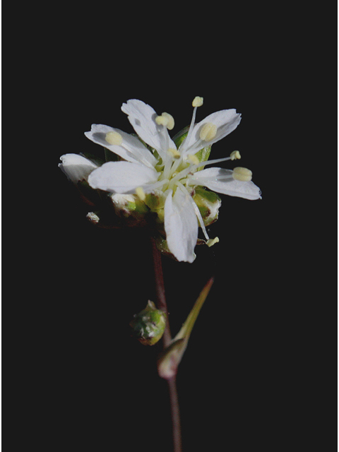 Ipomopsis roseata (Rosy ipomopsis) #43951