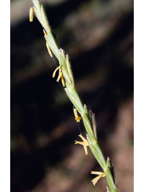 Elymus lanceolatus (Thickspike wheatgrass) #43958