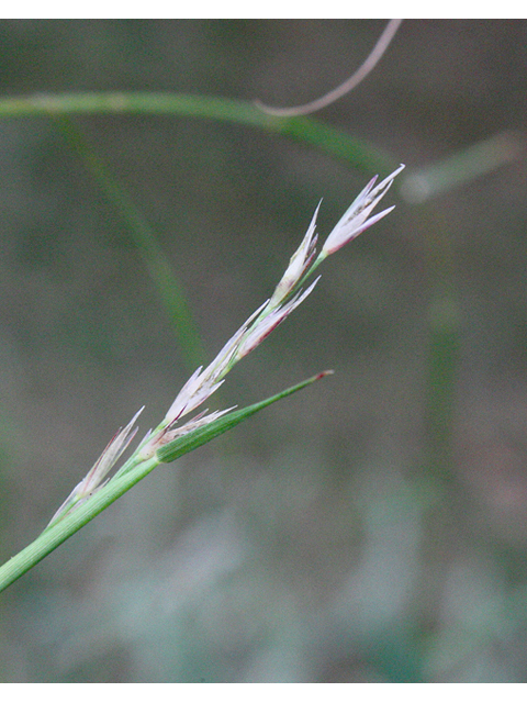 Sporobolus heterolepis (Prairie dropseed) #43974