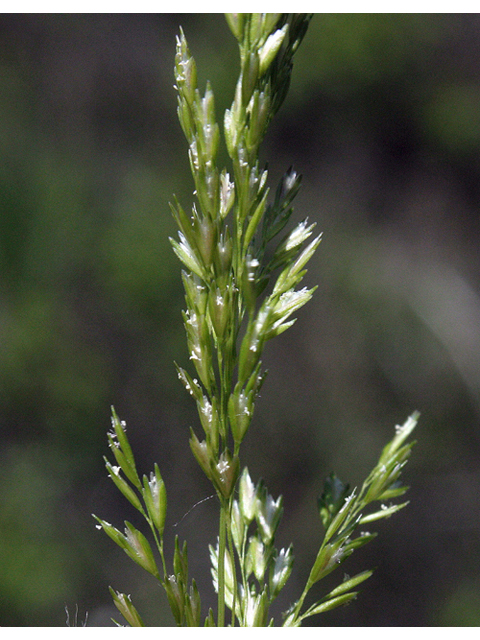 Sporobolus heterolepis (Prairie dropseed) #43975