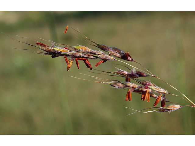 Sporobolus heterolepis (Prairie dropseed) #43976