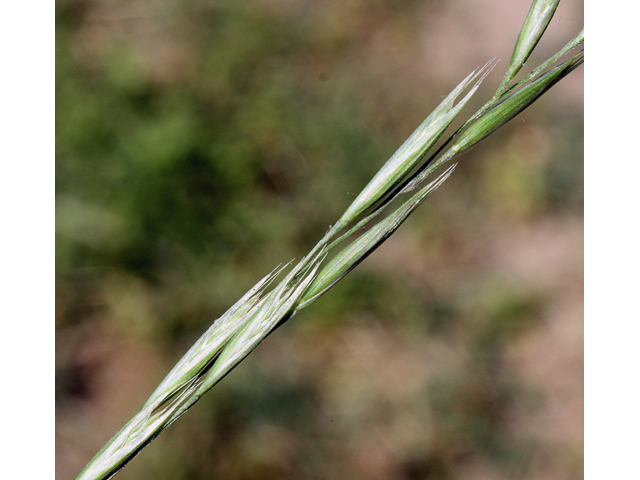 Danthonia spicata (Poverty oatgrass) #43994