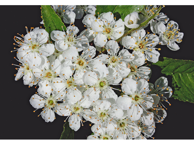 Prunus pensylvanica (Pin cherry) #44593