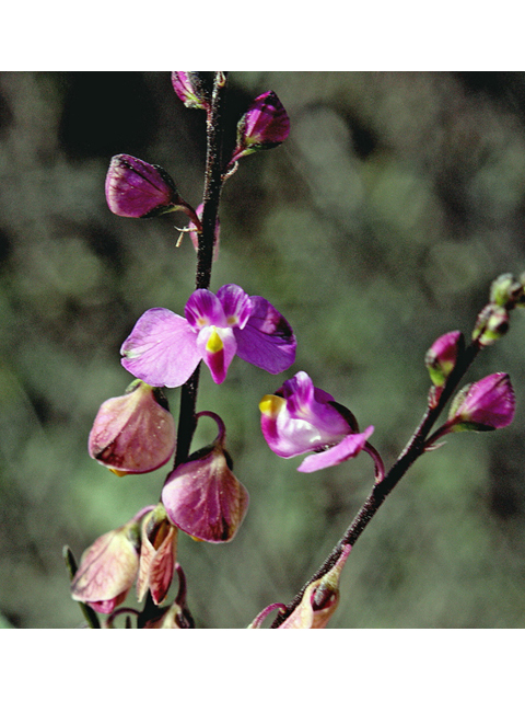 Polygala violacea (Violet milkwort) #44594