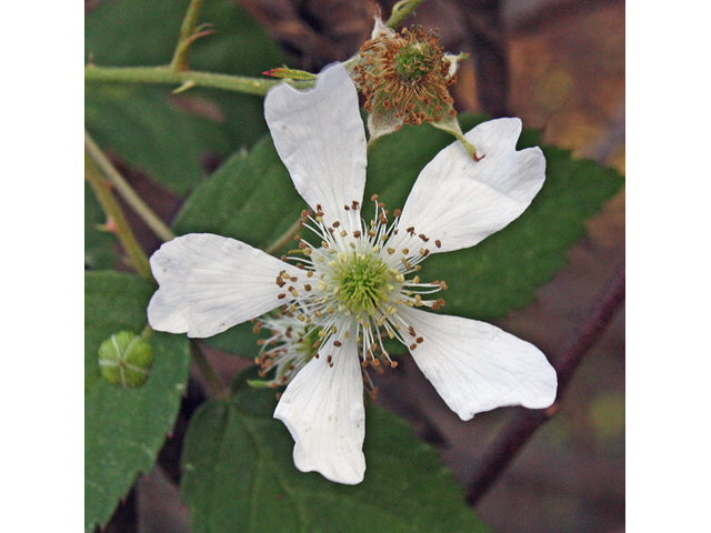 Rubus pensilvanicus (Pennsylvania blackberry) #44598