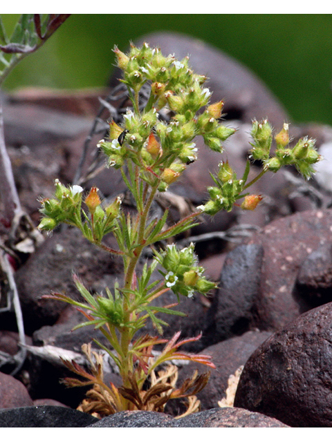 Chamaerhodos erecta ssp. nuttallii (Nuttall's little rose) #44606
