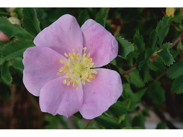 Rosa arkansana (Prairie rose) #44623