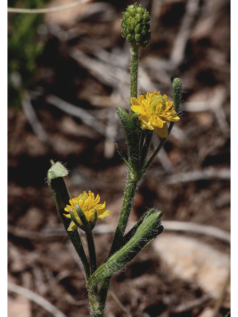 Ranunculus inamoenus (Graceful buttercup) #44661