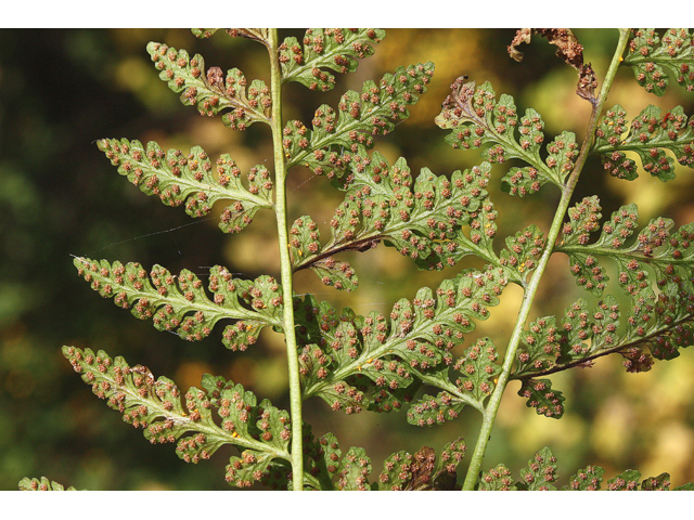 Cystopteris bulbifera (Bulblet bladder fern) #44666