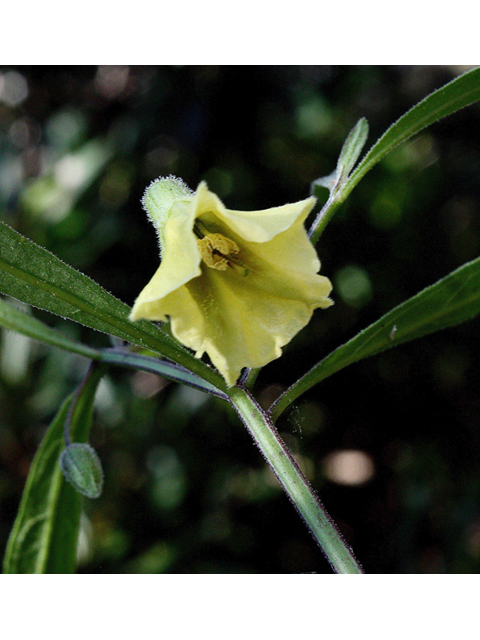 Physalis angustifolia (Coastal groundcherry) #45516
