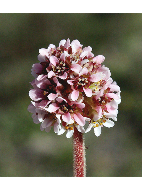 Saxifraga rhomboidea (Diamondleaf saxifrage) #45530