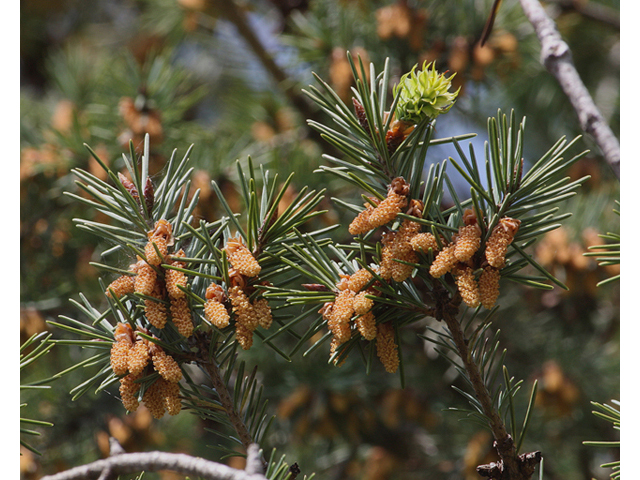 Pseudotsuga menziesii (Douglas fir) #45543