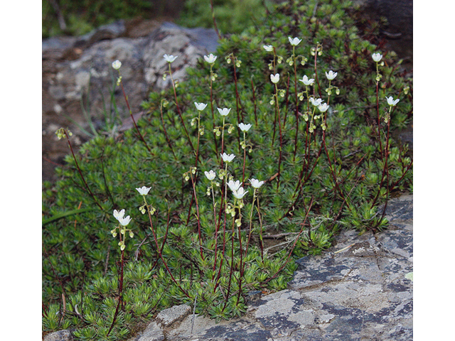 Saxifraga bronchialis ssp. austromontana (Matted saxifrage) #45545