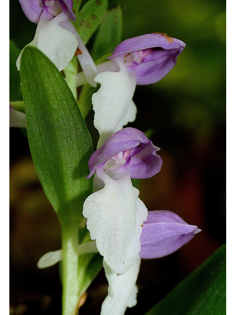 Galearis spectabilis (Showy orchid) #45551