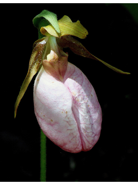 Cypripedium acaule (Moccasin flower) #45577