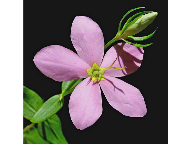 Sabatia angularis (Rosepink) #45606