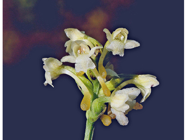 Platanthera clavellata (Small green wood orchid) #45637
