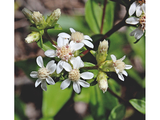 Sericocarpus asteroides (Toothed whitetop aster) #45651