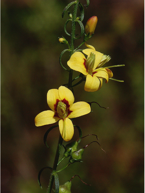 Seymeria cassioides (Yaupon black-senna) #46756