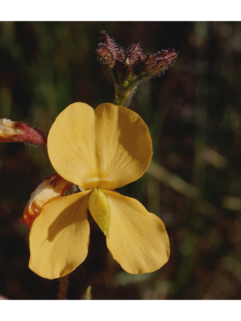 Chapmannia floridana (Florida alicia) #46823
