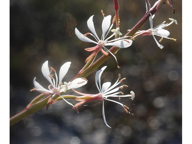 Oenothera filipes (Slenderstalk beeblossom) #59164