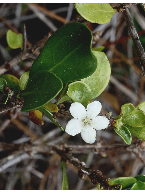 Randia aculeata (White indigoberry) #59173