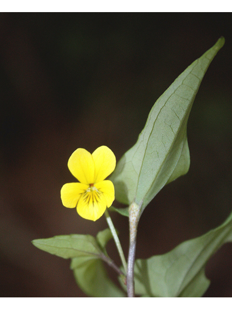 Viola hastata (Halberd-leaf yellow violet) #59203