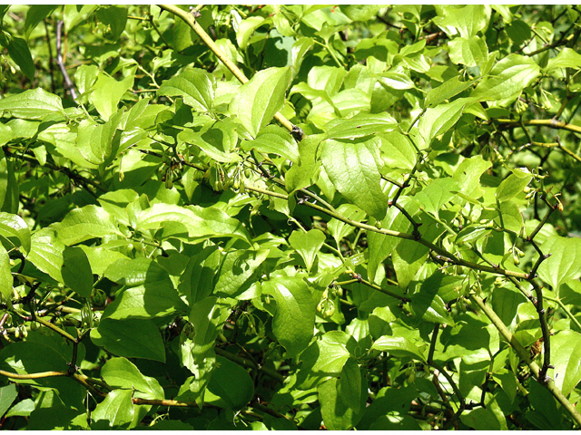 Smilax rotundifolia (Roundleaf greenbriar) #59216