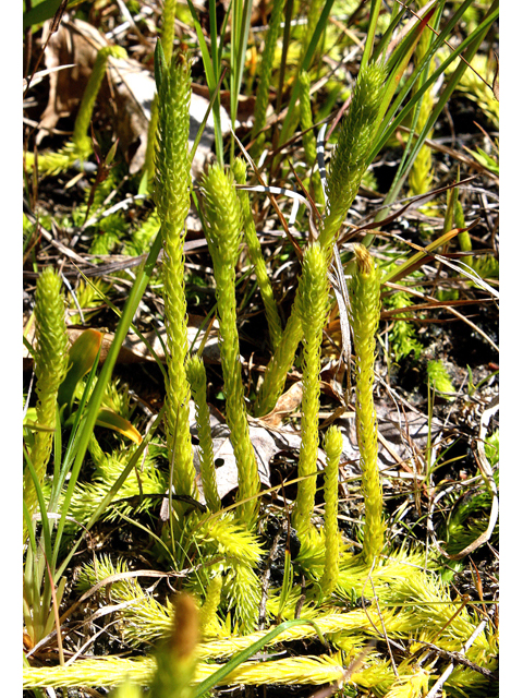 Lycopodiella subappressa (Northern bog clubmoss) #59257