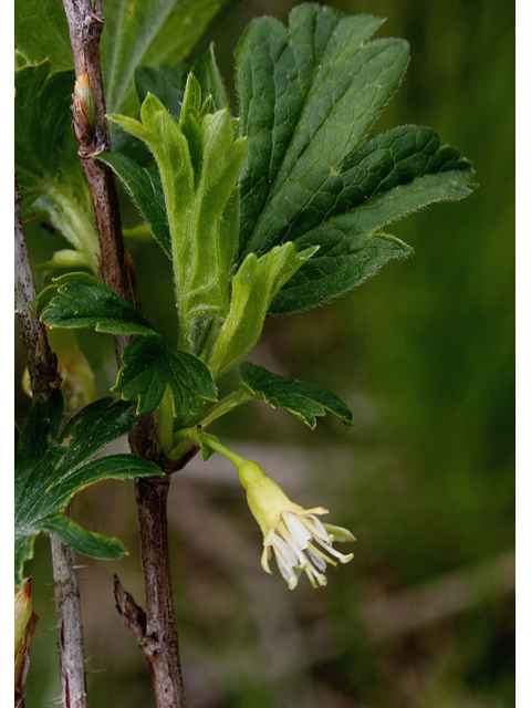 Ribes hirtellum (Hairystem gooseberry) #60064